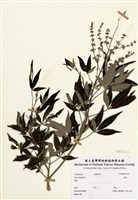 藏品(黃荊)的圖片